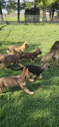 German Shepherd Puppies For Sale