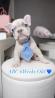 French Bulldog Puppies For Sale