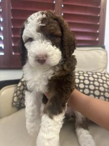 Bernedoodle Puppies For Sale