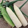 Sweet and Sticky Waxy Corn 300 Seeds