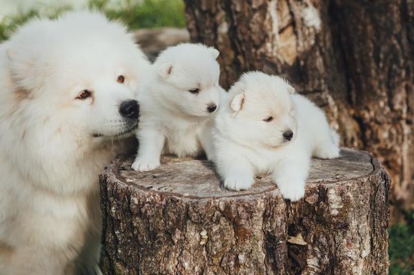 The Top Samoyed Breeders in Illinois: Where Quality Meets